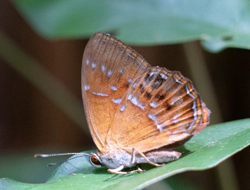 白点褐蚬蝶