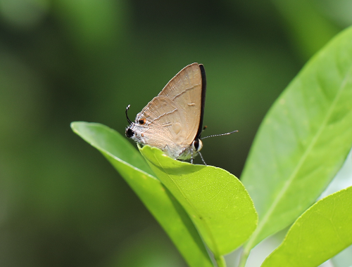 东亚燕灰蝶