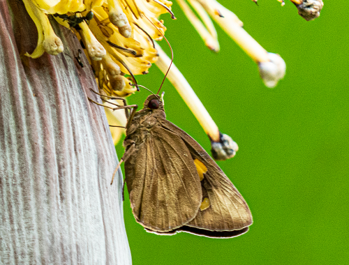 黄斑蕉弄蝶